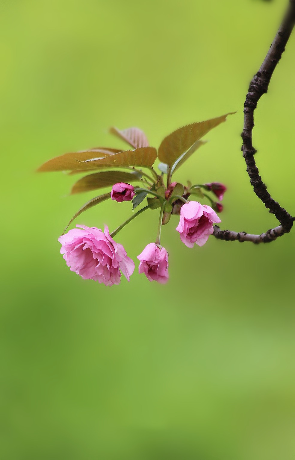 一春一秋不开花是什么属相：一春一秋不开花。是什么生肖？