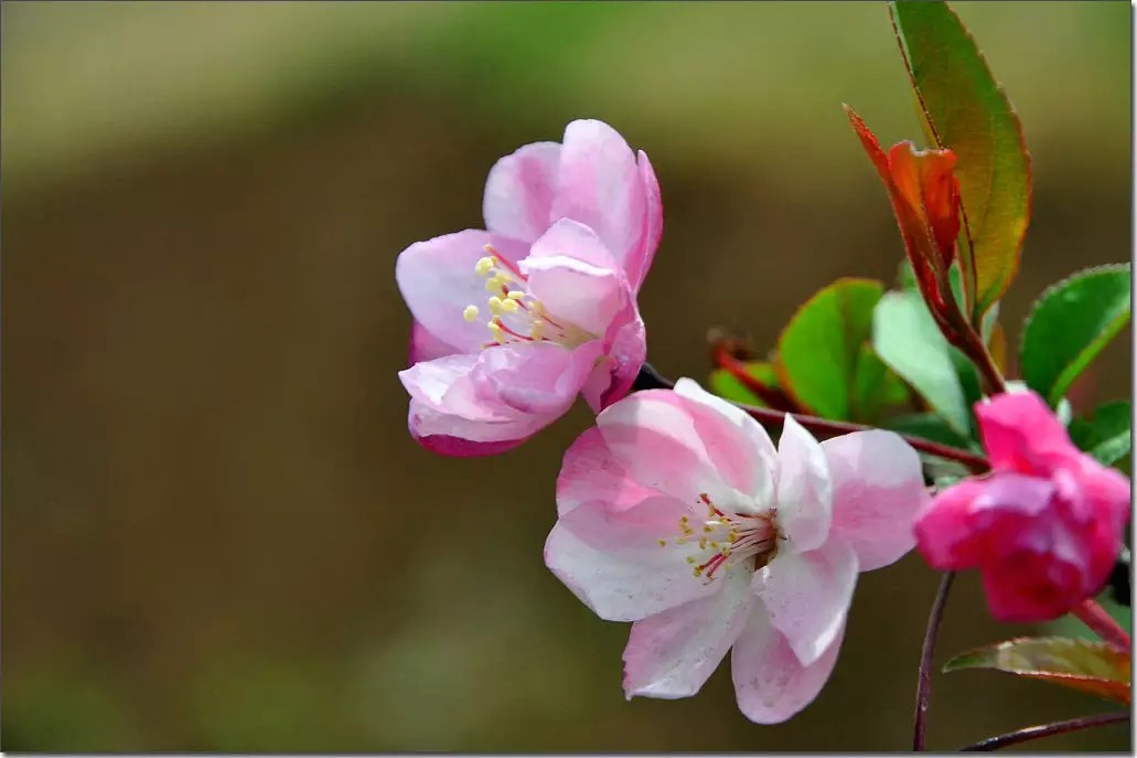 一春一秋不开花是什么属相：一春一秋不开花是什么生肖