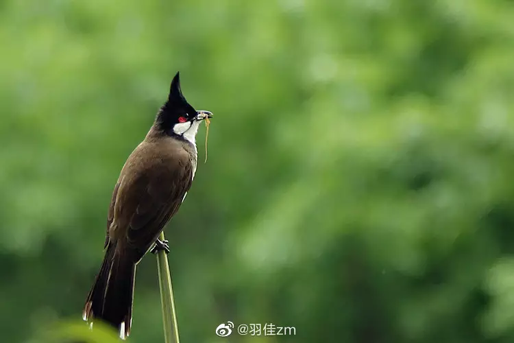 耳朵长在脑后什么属相：耳朵长长是哪个生肖