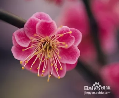 下半年桃花运最好的属相：年桃花运遇到真爱生肖