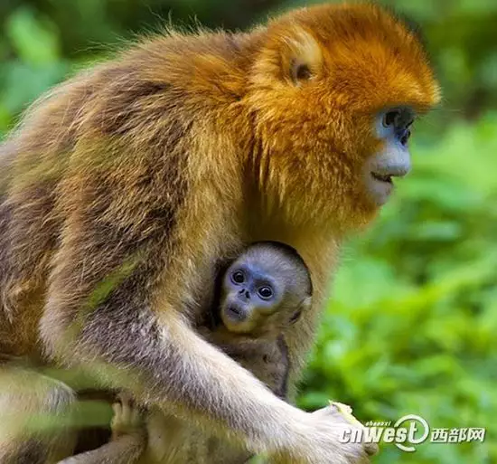 猴年的妈妈生什么属相宝宝：爸爸属蛇，妈妈属猴，要个什么生肖几月份的宝宝好？