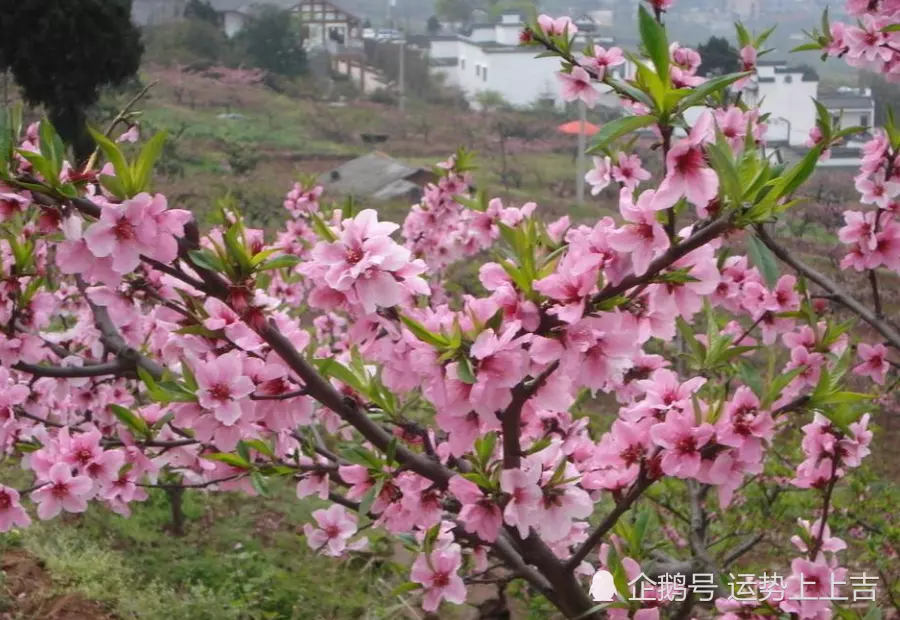 属相相合之物增加桃花运：如何增加桃花运?