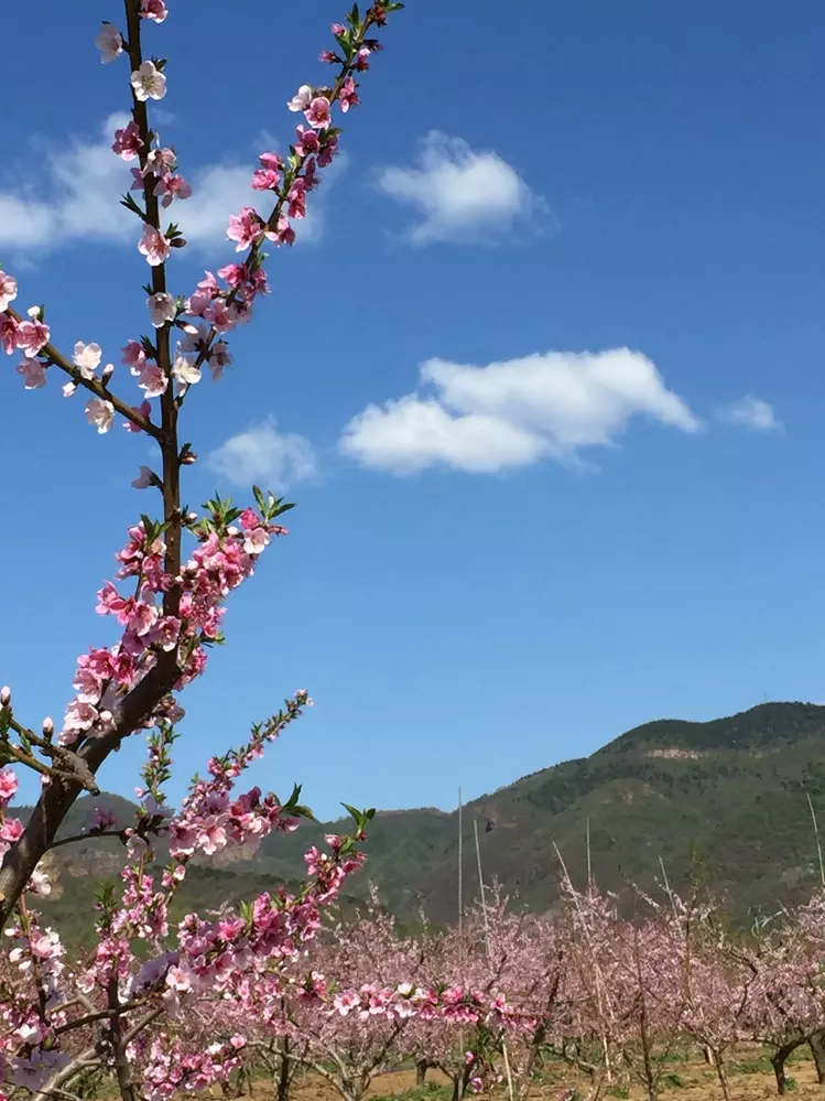 花红柳绿美如画的属相：江南水乡春来早，花红柳绿美如画。 是什么生肖？