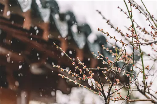 立春躲春的属相禁忌年：年立春躲春的生肖