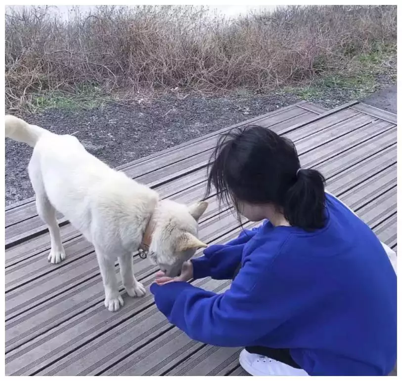 十二属相婚配狗狗与狗狗：狗和狗属相相配吗