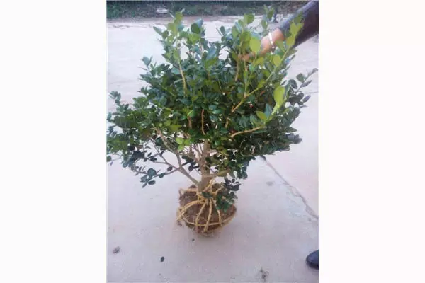 与桂花属相比较女贞属植物()：桂花是植物的什么类？