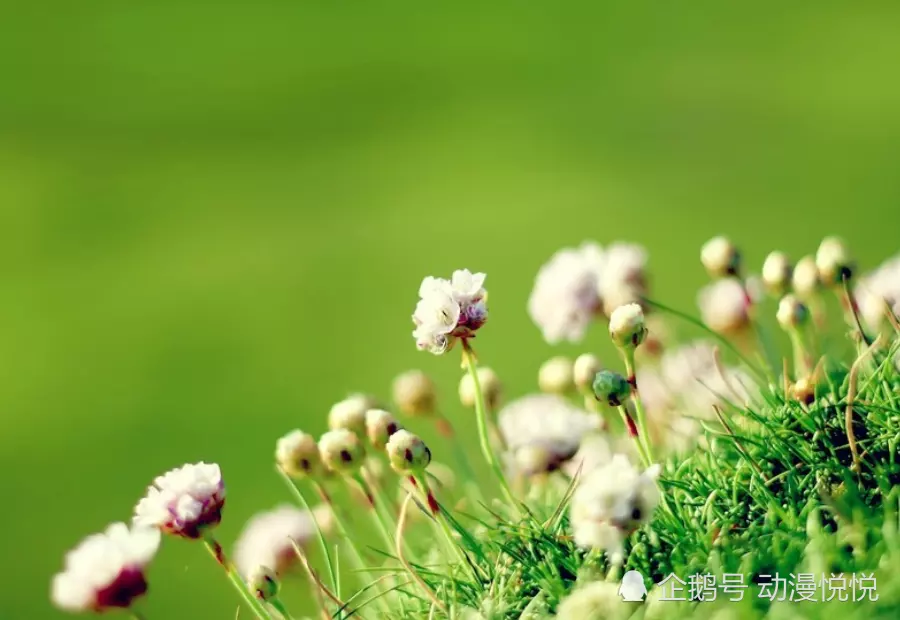 属相桃花运数字如何确定：怎样看出一个人有没有桃花运？