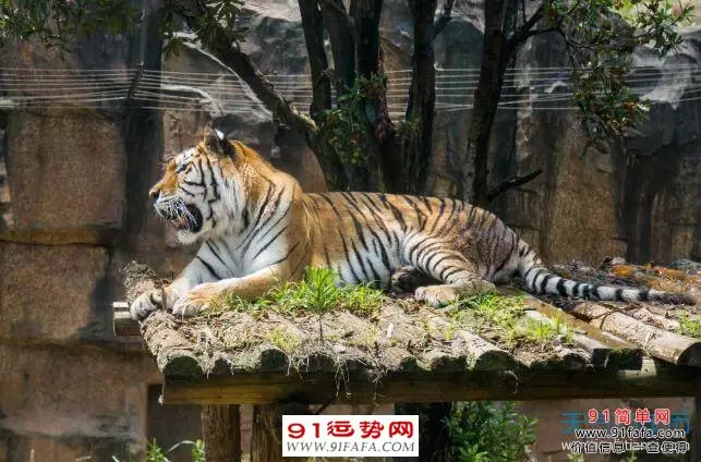 属虎的女属相婚配表：98年属虎女和什么属相最配