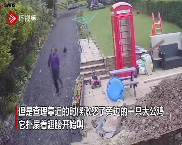 鸡飞狗跳满街跑是什么属相：鸡飞狗跳满街跑。猜一生肖