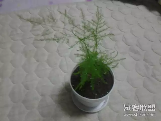 文竹是哪个属相的幸运植物：十二生肖各属相的幸运花都有那些