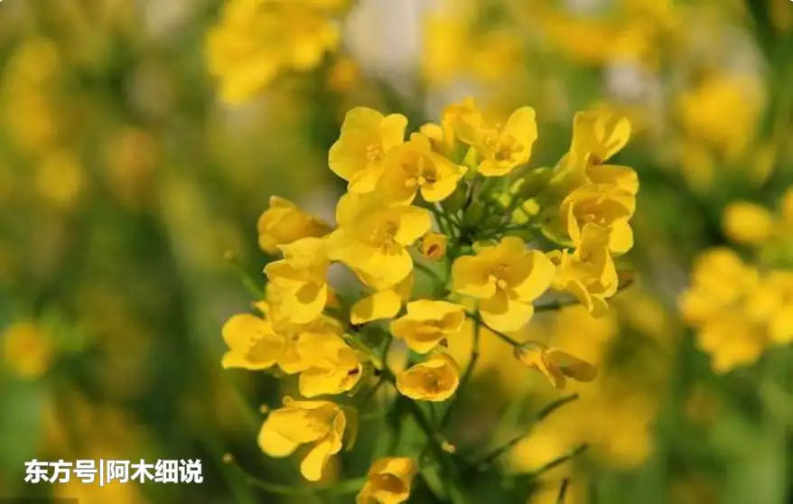 男金女土--金土夫妻好姻缘,吃穿不愁福自然,子孙兴旺家富贵,福禄双全万万年 属鸡和羊的 配吗