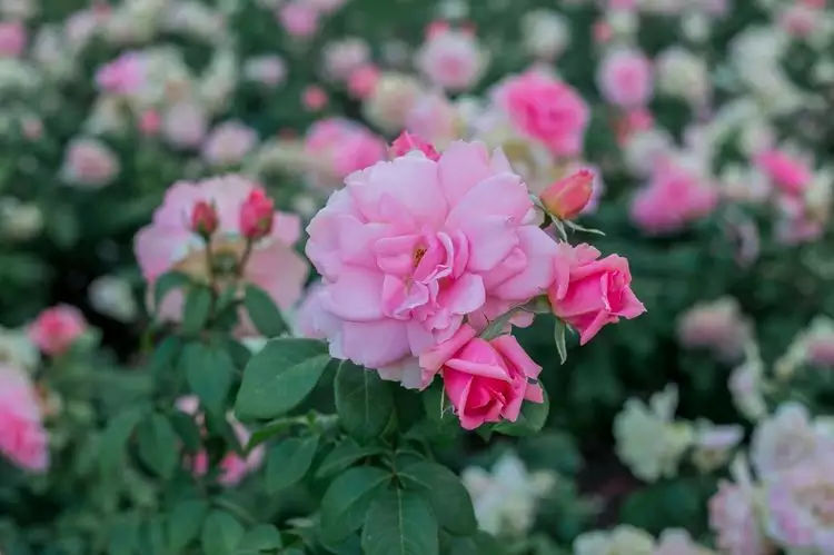 六月份桃花最好的属相：属龙的人哪一年的桃花运最好