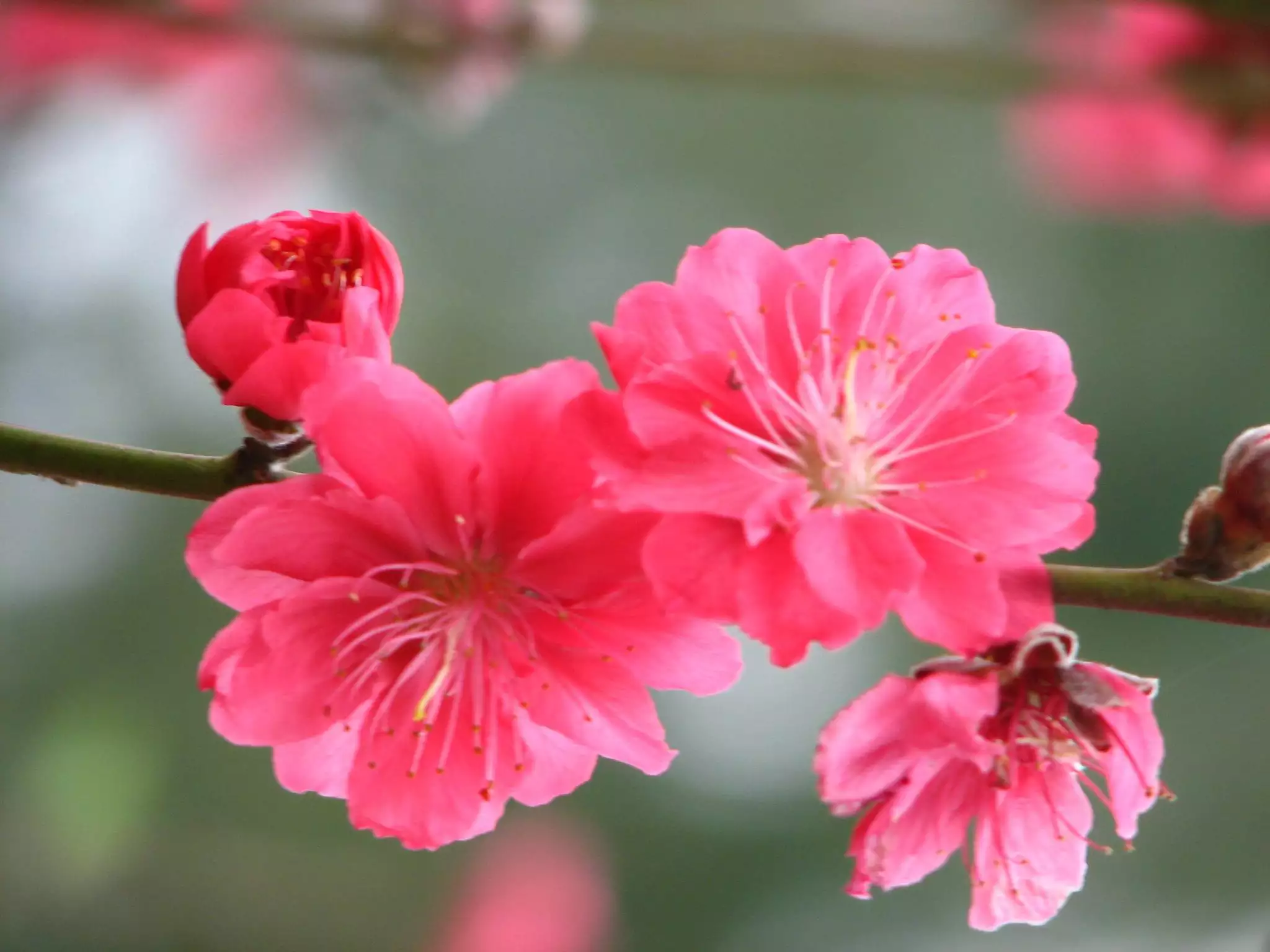 属相命带桃花都在几月：命带桃花的命带桃花判断