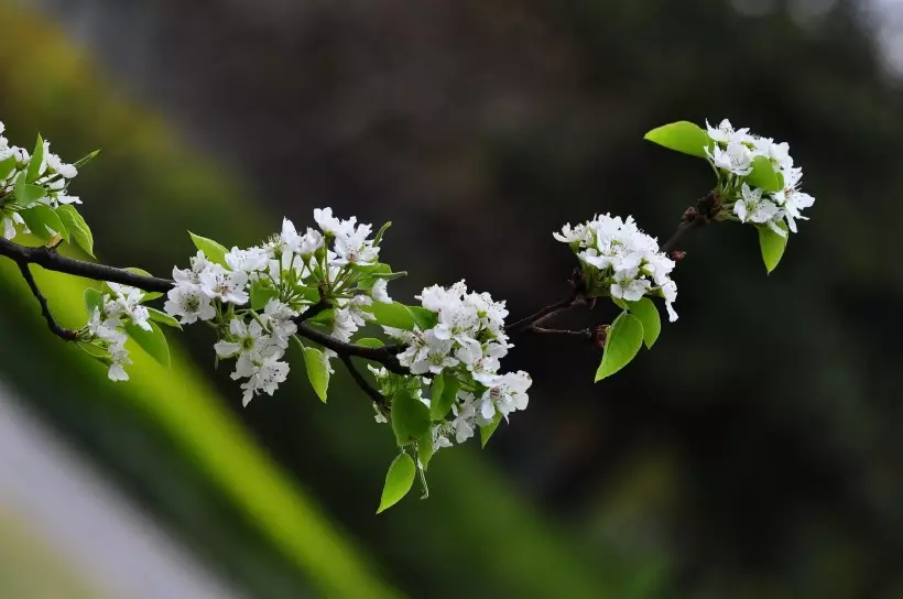 一生桃花运缠身的属相：一生桃花劫最多的生肖女都有哪些？