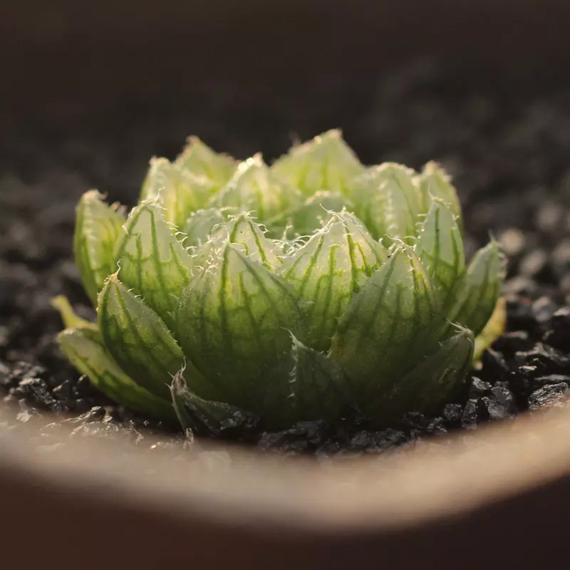 玉露适合什么属相养：植物玉露什么属相养最好的