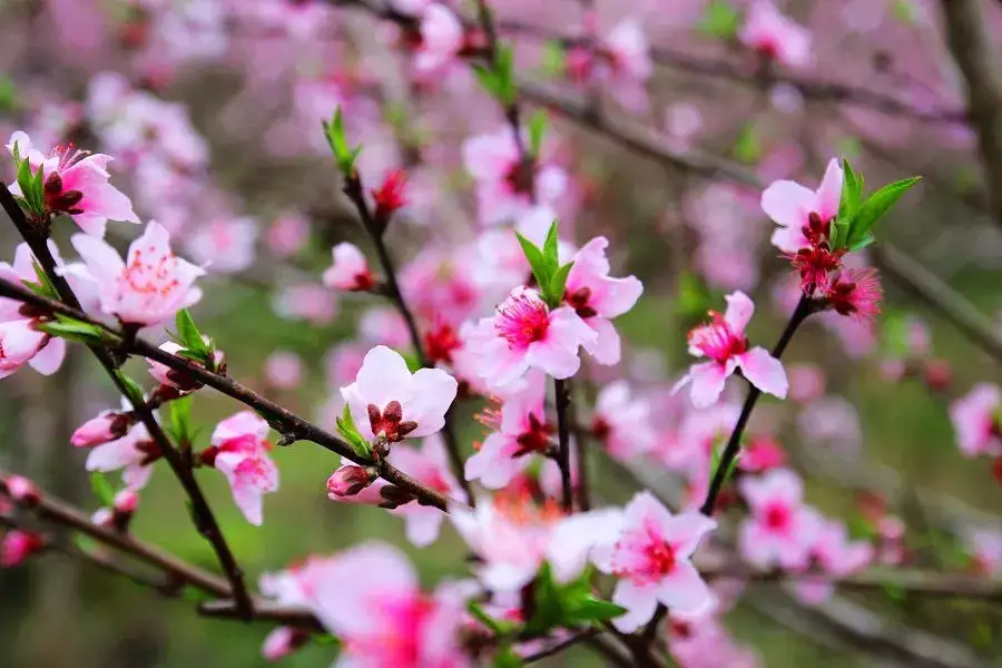 未来桃花运最旺的三大属相：属猪的哪几年桃花运最好？