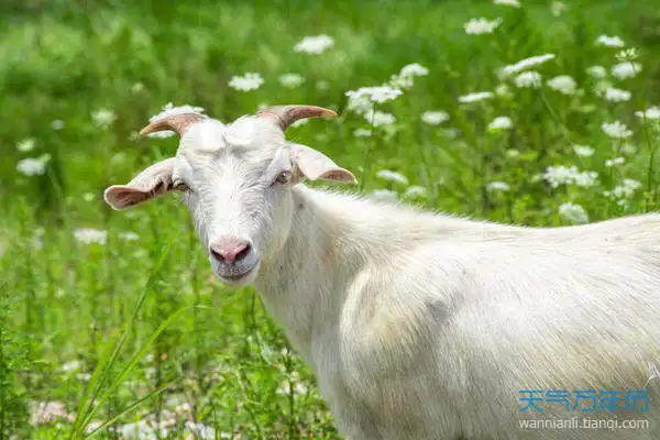 女生年属相是属什么的：年属虎的女人命里忌什么颜色