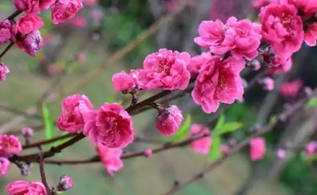 年属狗的桃花运：82年属狗的人年的运势及运程