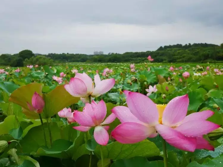 下一年桃花运最好的属相：属龙的桃花运在什么时候吖