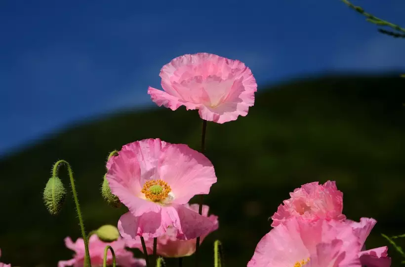 下一年桃花运最好的属相：属龙人年运势运程每月运程