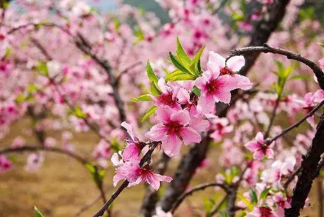 79年属羊桃花运最旺是哪一年：属羊女79年的桃花运