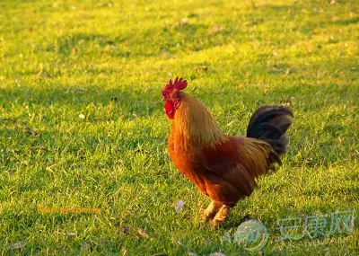 属鸡今年28岁找什么属相的最好：属鸡的找对象最好找属什么的