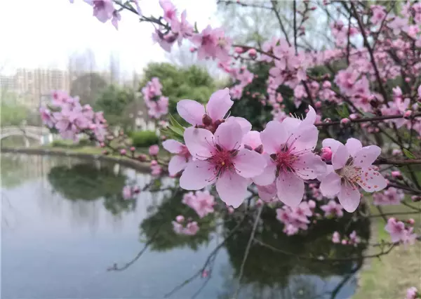 属兔桃花最聪明的属相：12生肖中，桃花源最旺的生肖，是哪3个？