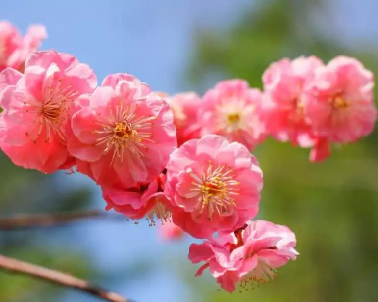 年属鼠男桃花运：属鼠60年正月二十七子时出生桃花运