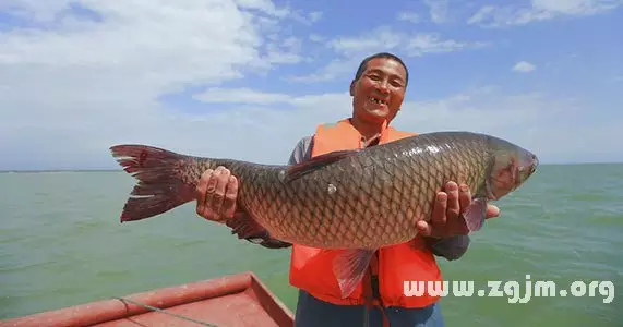 梦见自己捉了许多大鱼：梦见自己抓了好多大鱼