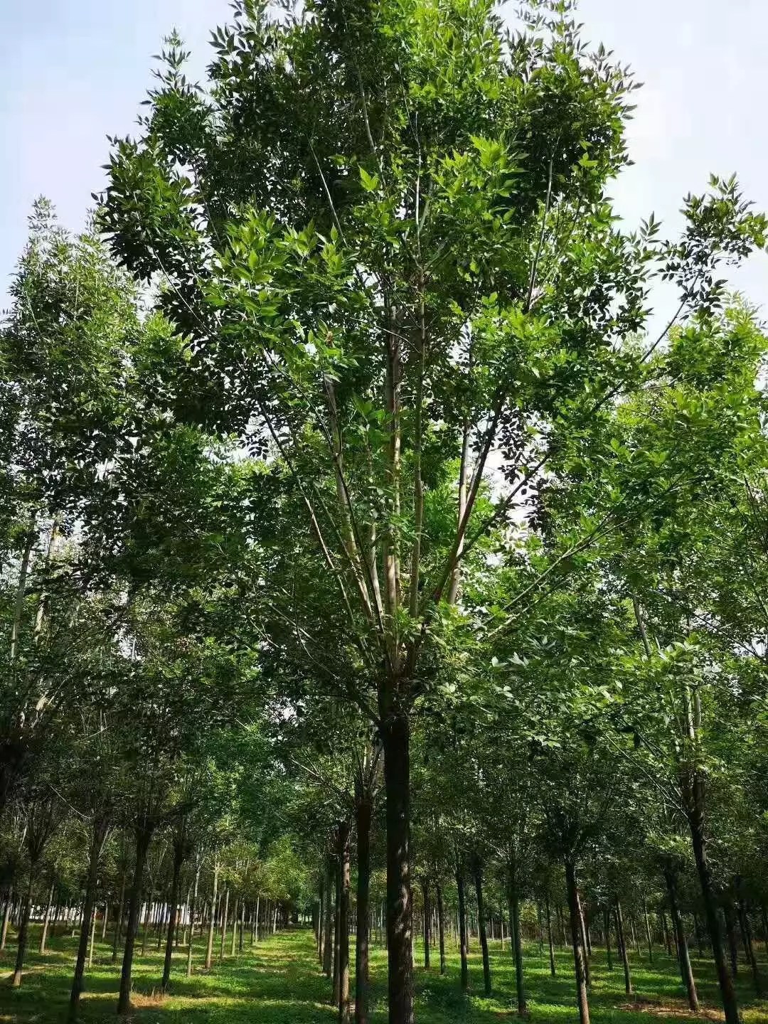 白蜡金命男和白蜡金命女相克吗：白蜡金命和白蜡金命合不合适？求网友解答