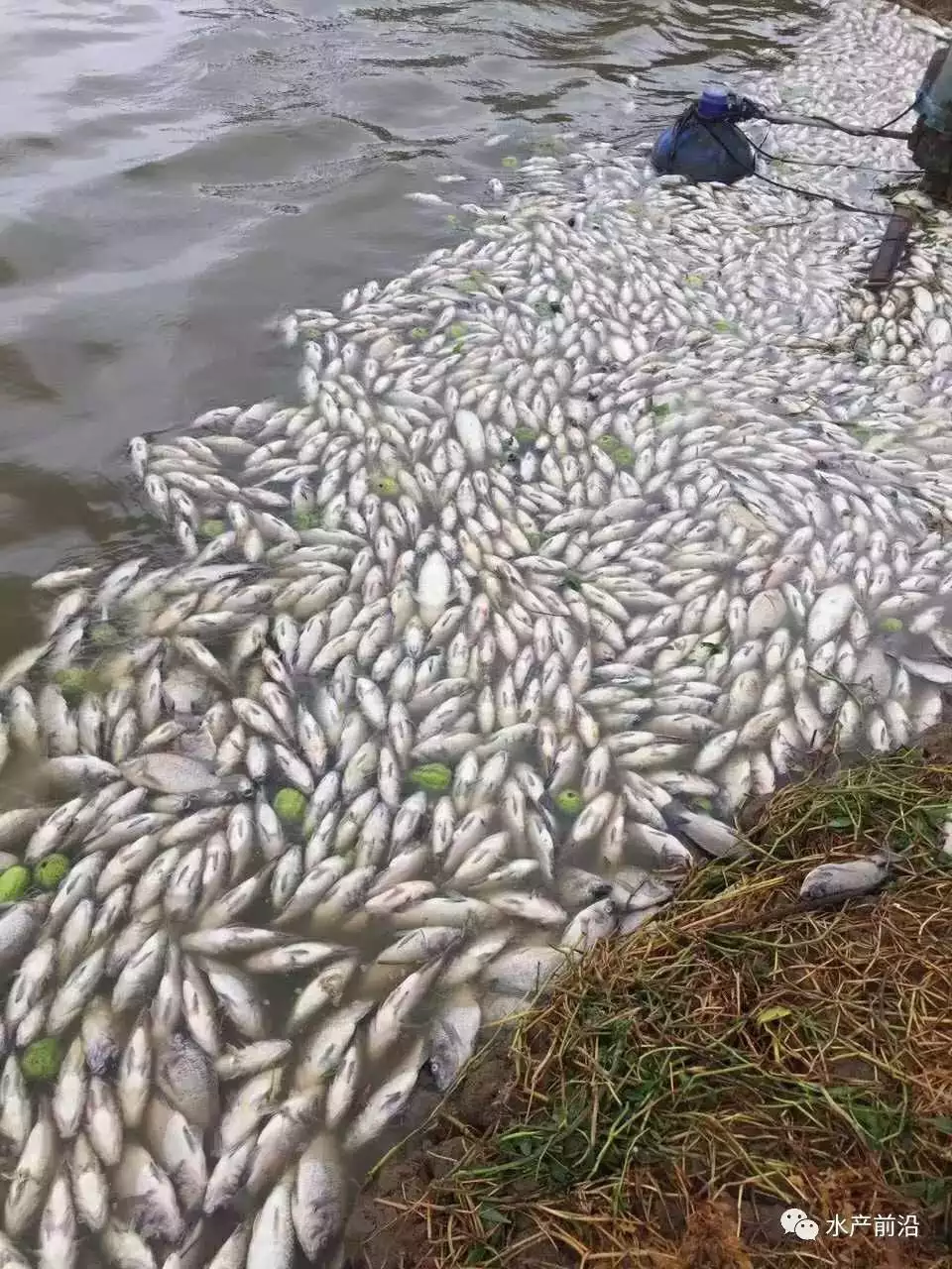 梦见很多死鱼浮在水面：梦见坑里有水大鱼都死了梦见好多大鱼一动不动都漂浮一在上面