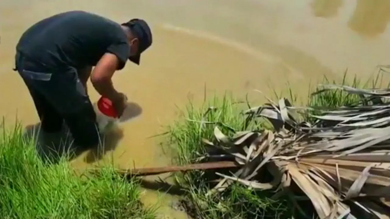 梦见别人抓鱼是什么奖：梦见别人捞鱼是什么意思