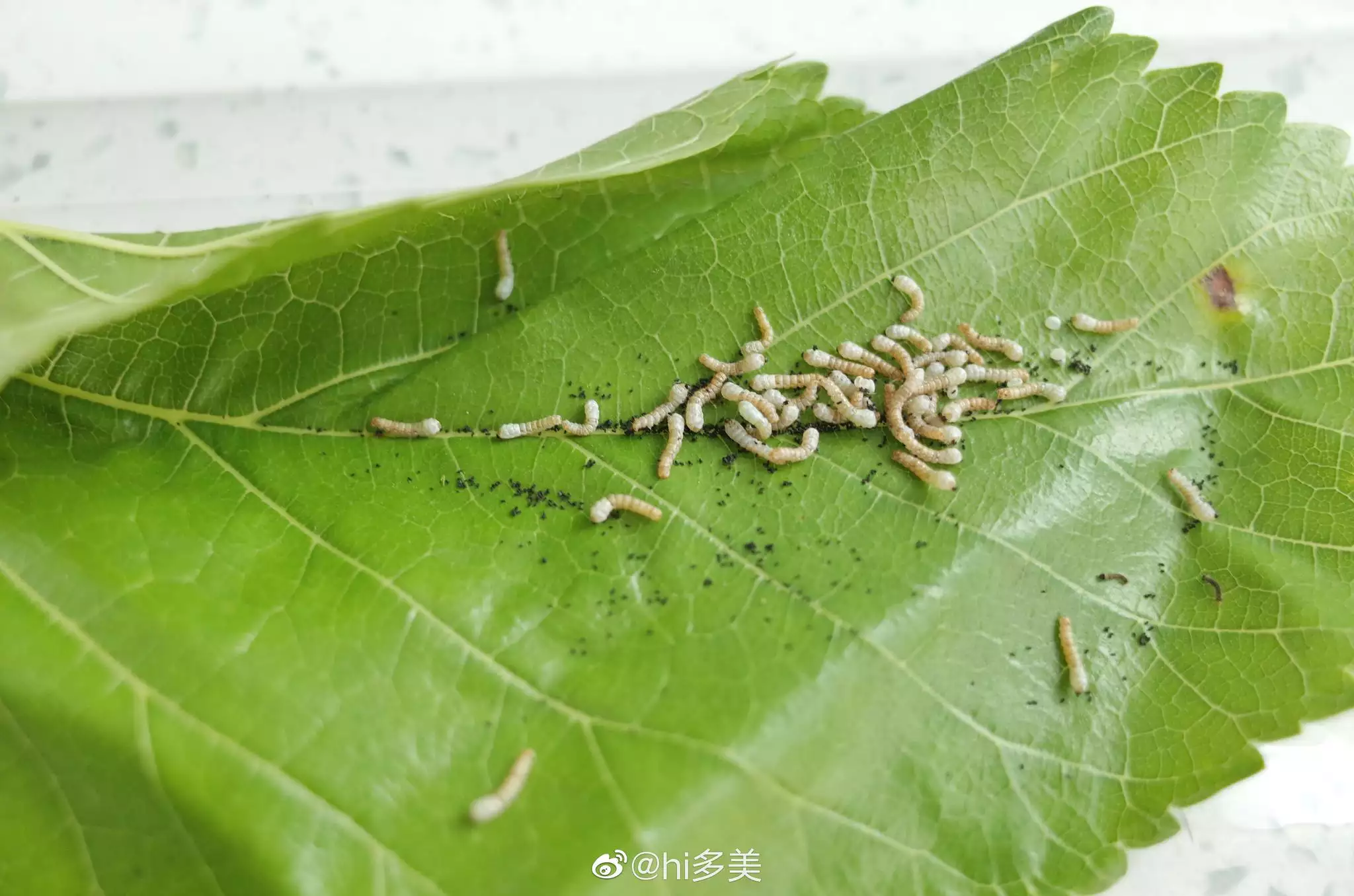 梦见养了好多蚕好多饿死了：梦见蚕死了然后被我用火烧了什么意思