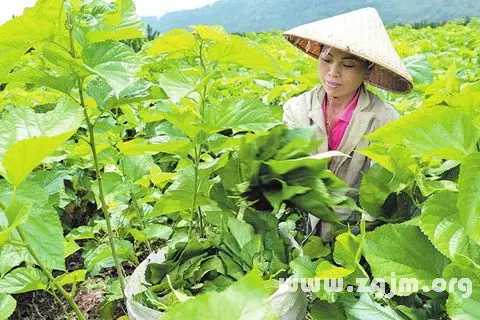 梦见蚕爬了一身,我让他们帮我拿走，不知咋的又好像是蛇，好像使劲往我手臂里爬，怎么拿都拿不掉！然后