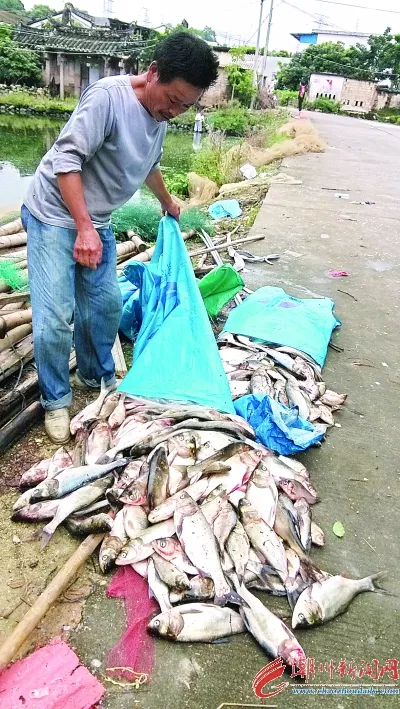 梦见池塘里一半死鱼一半活鱼：梦见鱼塘里的鱼死了一半活着一半