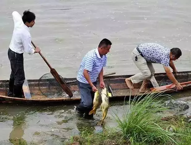 梦见好多人在捞鱼是什么意思：坐月梦见很多人在捞鱼