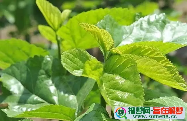 桑柘木命和桑柘木命结婚好吗：我是女沙中土命和男桑柘木命能不能结婚