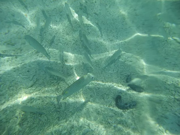 梦见水中好多小鱼在游：梦见水塘里有好多鱼 水很清 鱼在里面游来游去