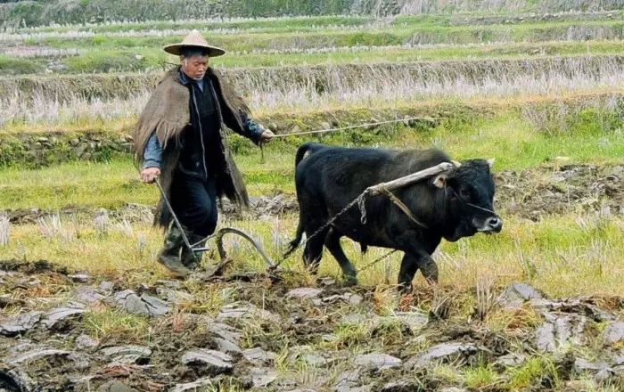 牛宝宝五月份出生怎么样：年牛宝宝五月份好吗