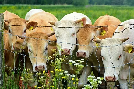 年出生牛年运势及运程：属牛女年运势及运程每月运程