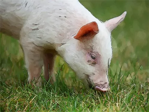 年生肖猪今年运势：年的属猪人最近十年运势