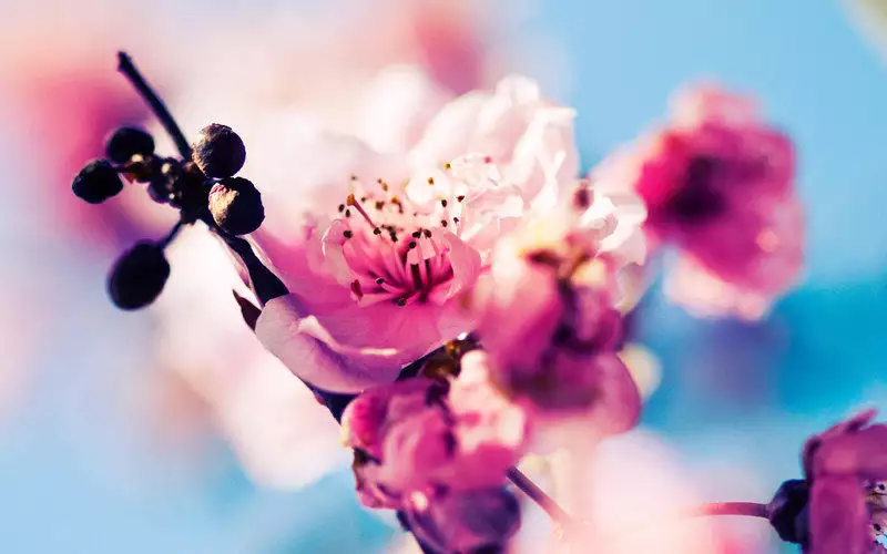 年金牛座女桃花运：金牛座的人今年什么时候走财运什么时候走桃花运啊