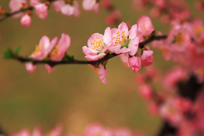 犯桃花怎么破 用什么方法破解(图文)