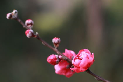 如何化解烂桃花 用什么方法化解(图文)