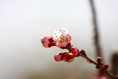 闰四月怎么算生日？闰四月出生的人命好吗？(图文)