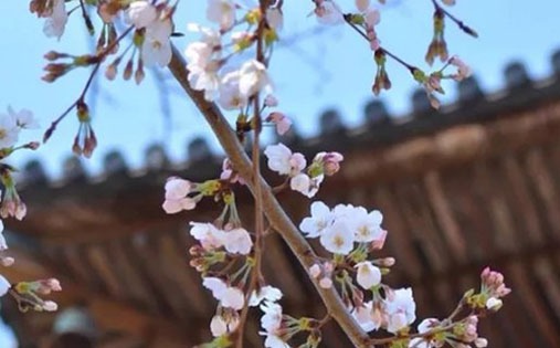 属羊人30岁后越走越顺  顺风顺水顺财神