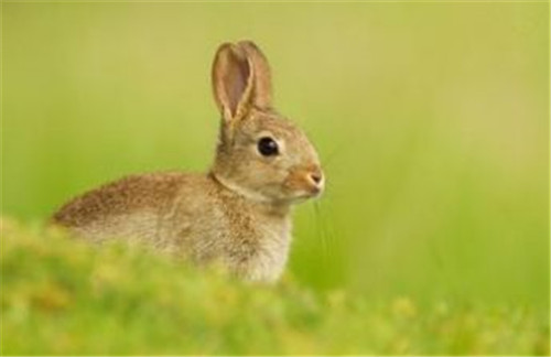 87年属兔起名字适合用的字：属兔的要取什么名字？