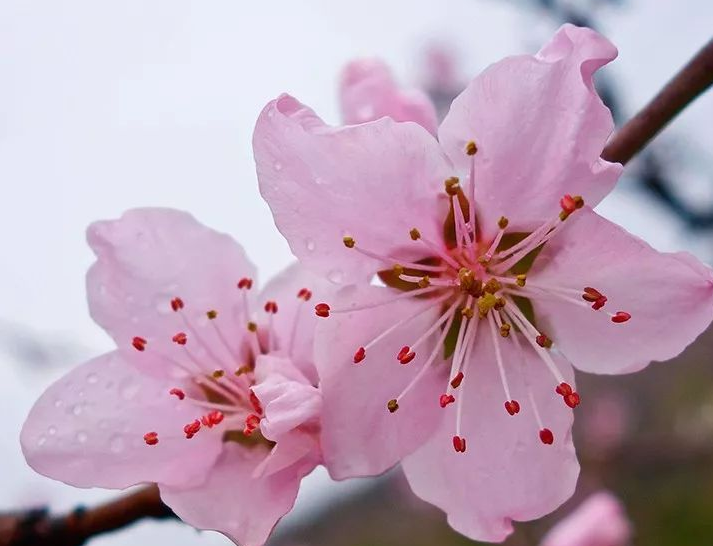 什么是八字桃花逢合