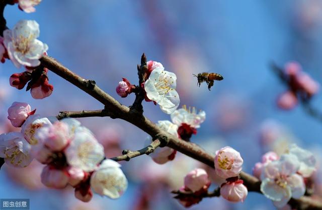 八字中桃花子是什么意思