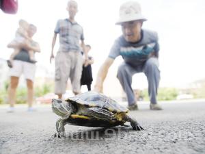 巴西龟死了会遭报应吗：用炮仗砸死乌龟会遭什么报应？